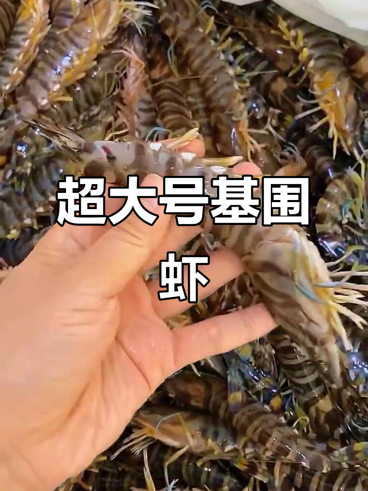 超大个基围虾,二十斤满满一箱!