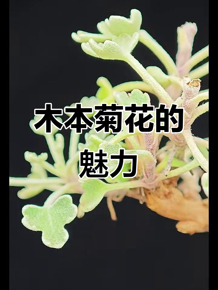 木本菊花盆景:美丽与自然的完美结合