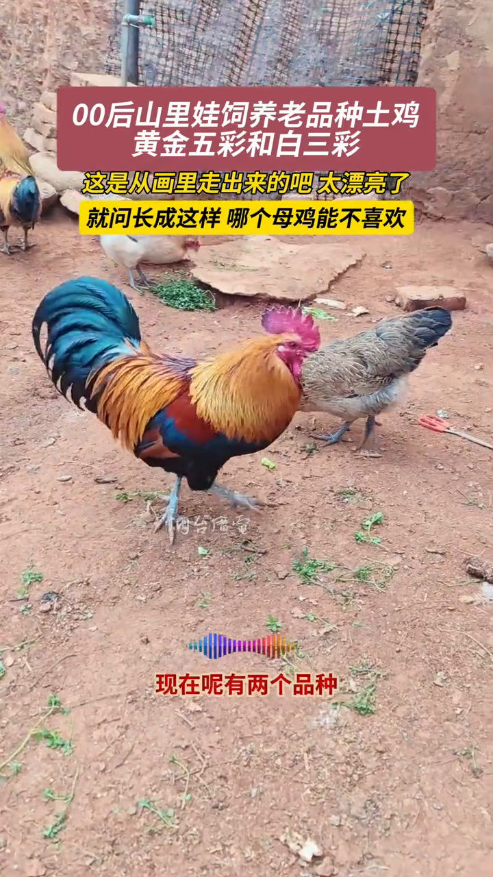 谁家的大公鸡长这么漂亮啊?