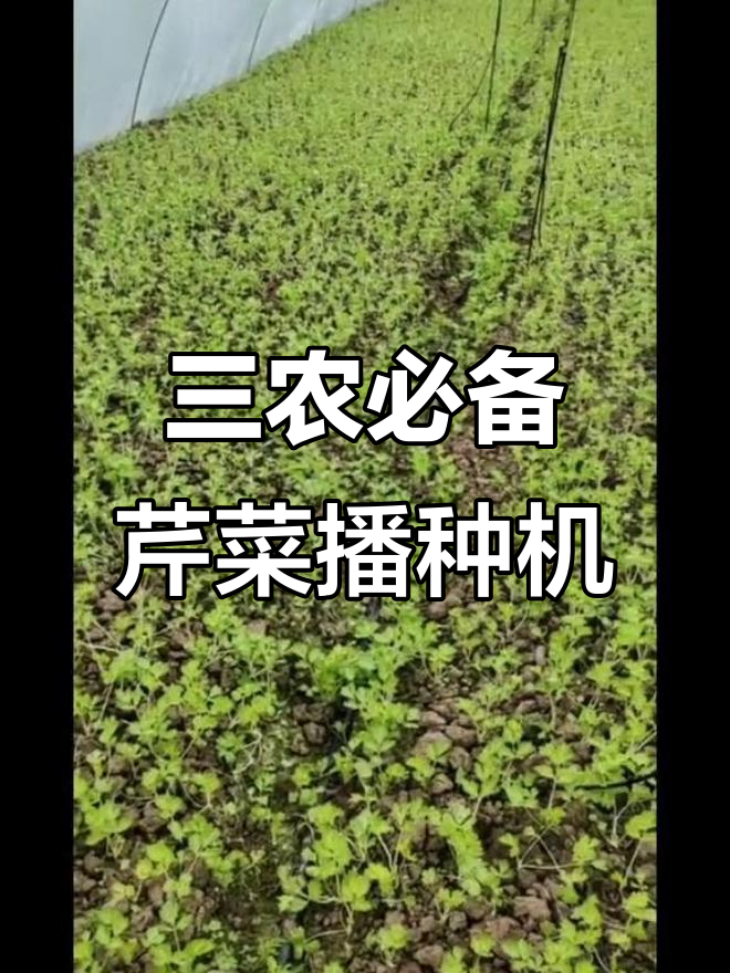 芹菜播种机助力三农，提高效率