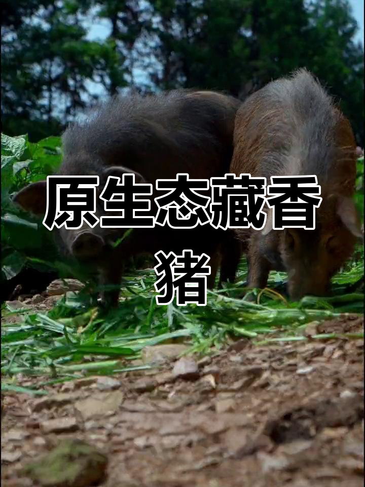藏香猪:散养山里的“爱马仕”美味猪肉