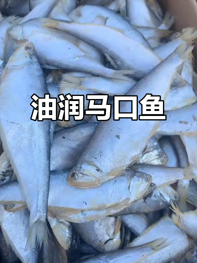 马口鱼油性十足,煎炸下饭更美味