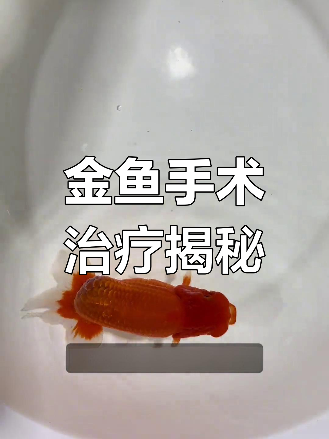 金鱼得了洞血病,手术刀切开引流治疗全过程