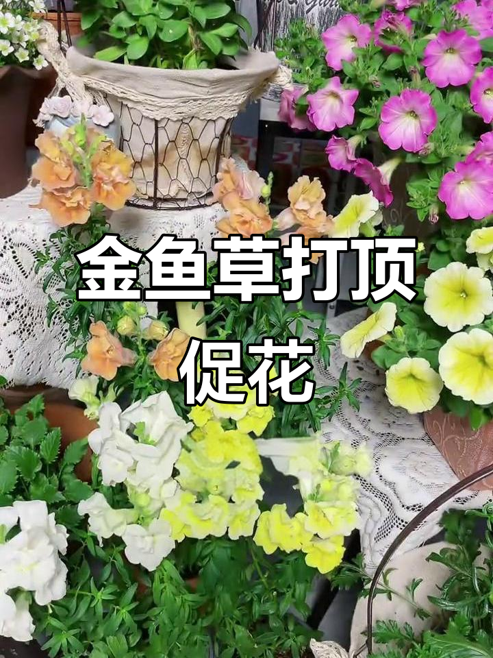金鱼草盆栽养护技巧,轻松打造双子星花海