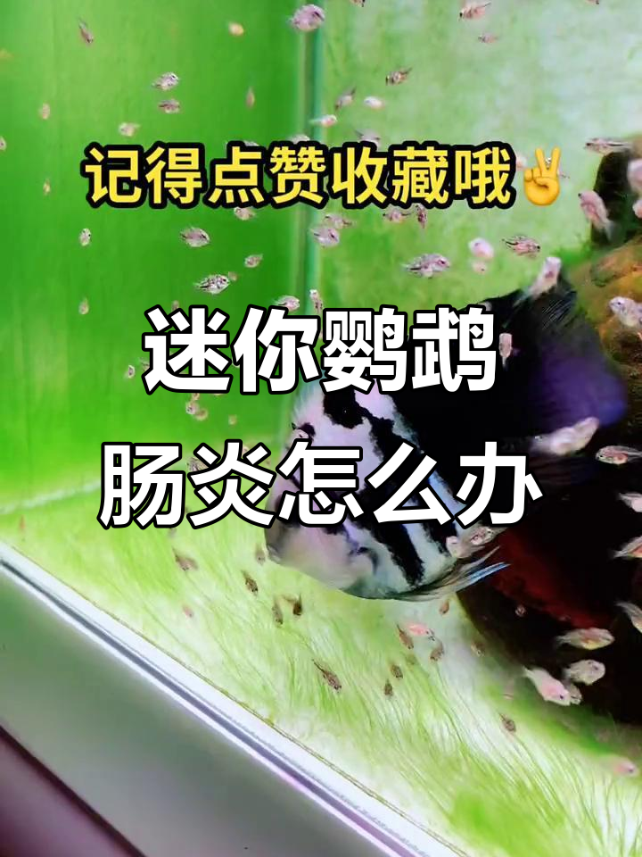 迷你鹦鹉肠炎如何治疗?快速有效的方法揭秘