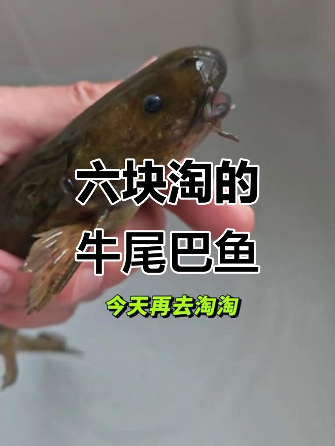 牛尾巴鱼真不是鲶鱼,六块钱早市捡漏