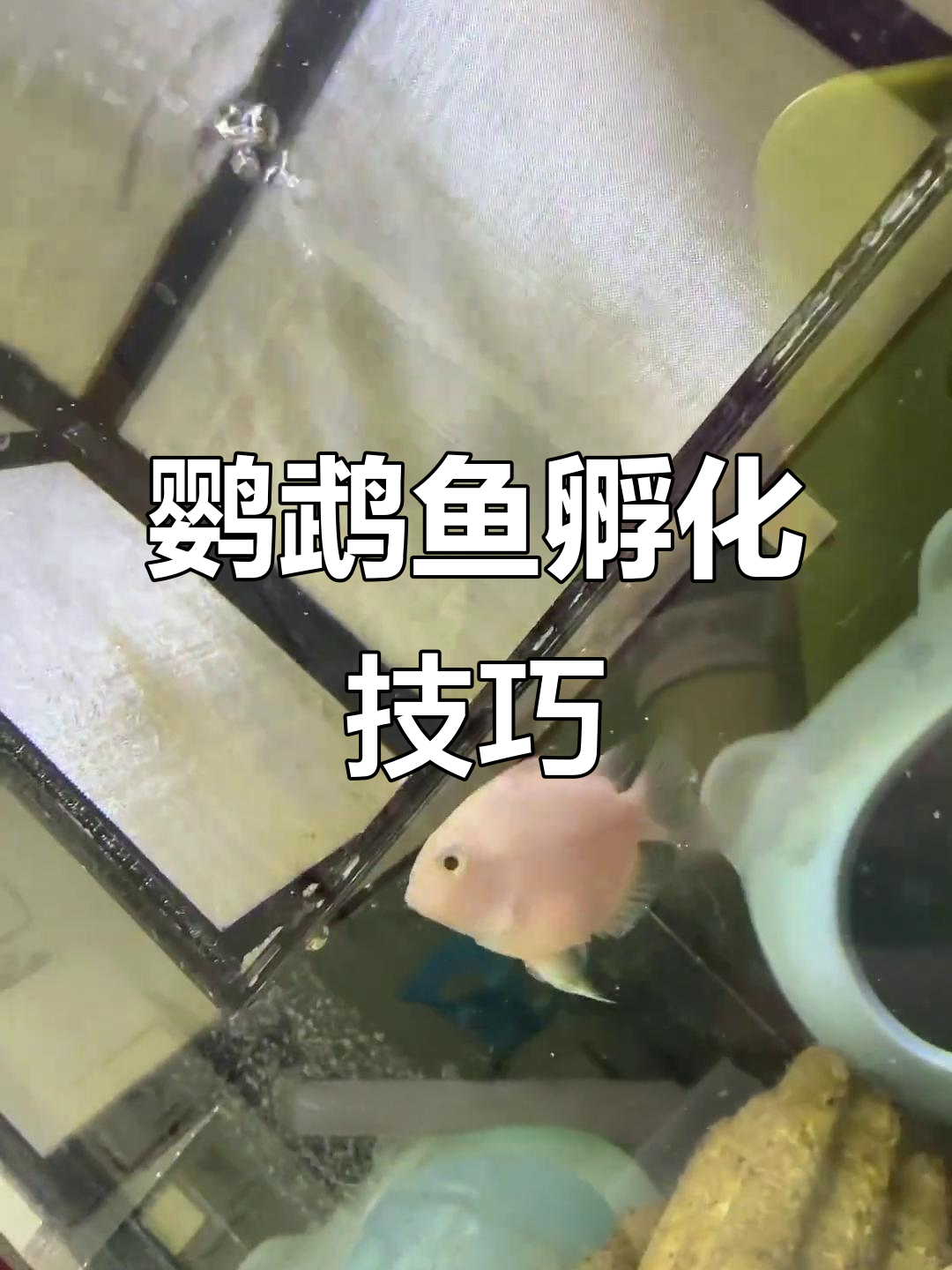 鹦鹉鱼孵化秘诀,钢丝网隔离盒帮你轻松搞定!