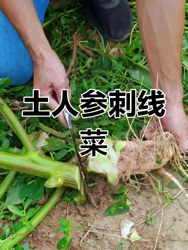 农村宝藏刺线菜,根块价值高