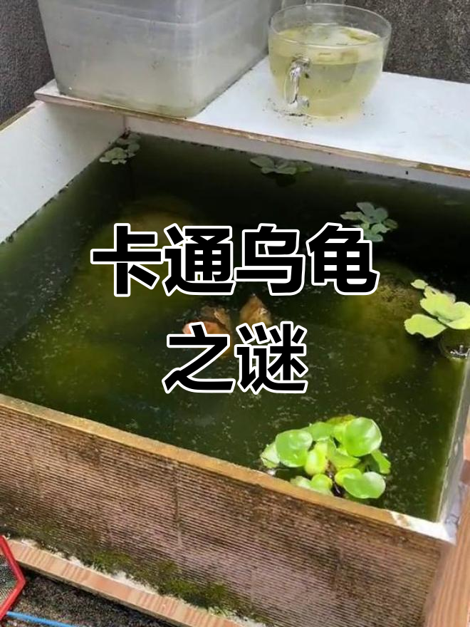 鱼缸里的神秘乌龟壳