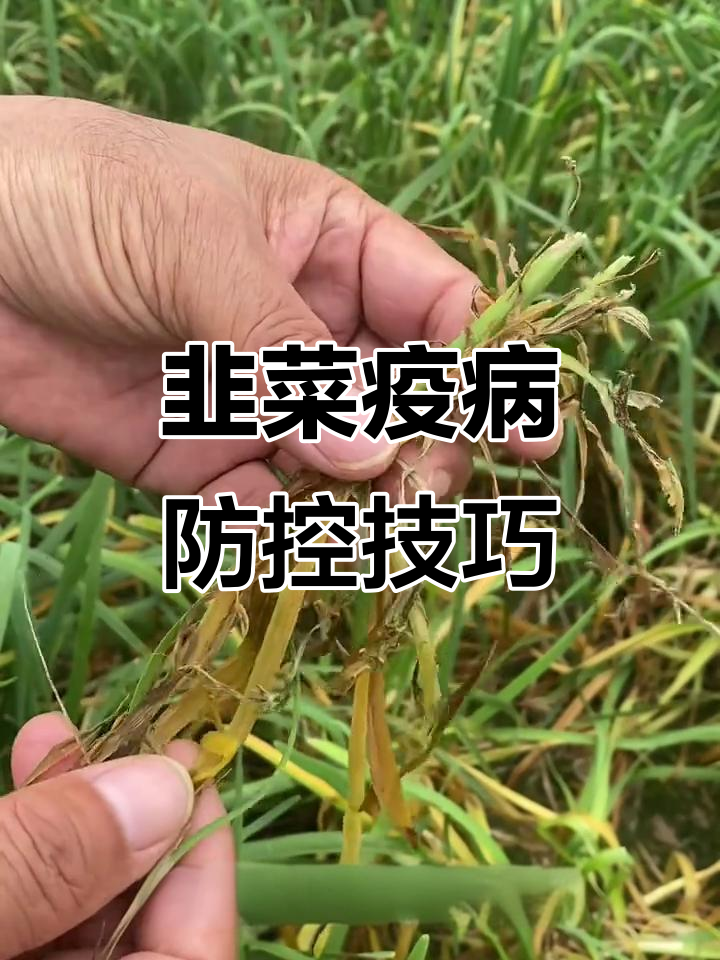 韭菜疫病防治全攻略,如何应对病害困扰
