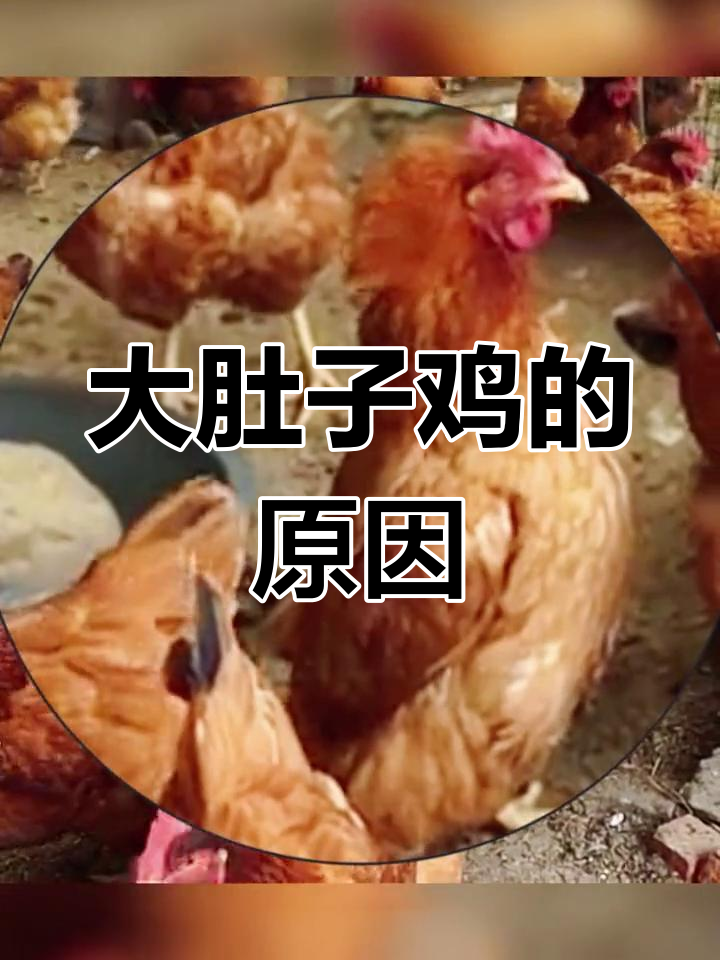 走路像企鹅的鸡,背后原因竟是这个