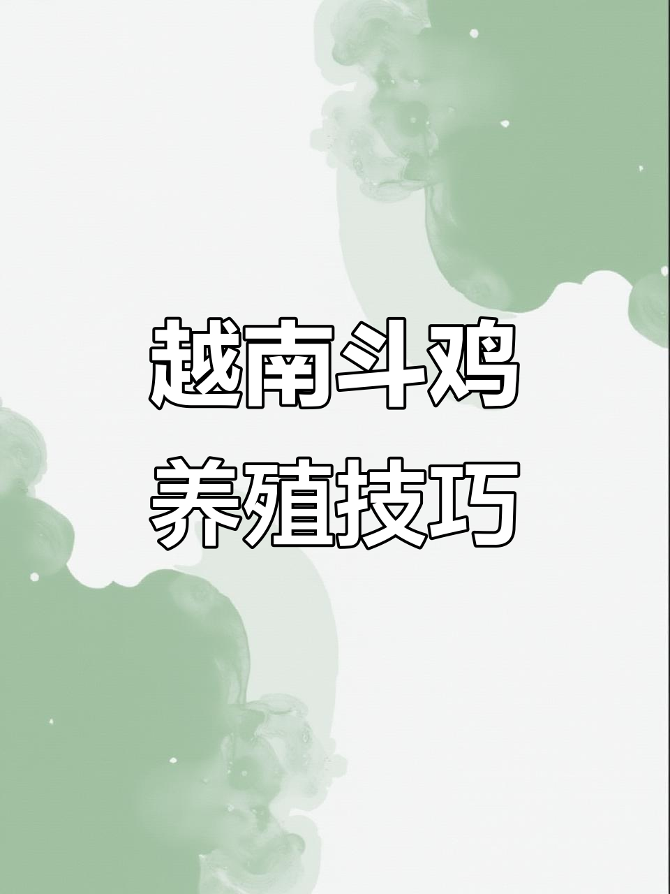越南斗鸡文化与养殖技术揭秘