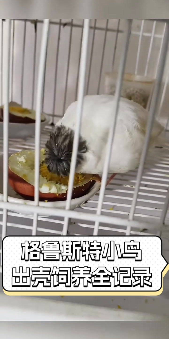 格鲁斯特小鸟出壳饲养全记录