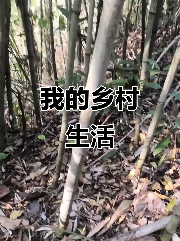 乡村童年趣事:鱼枪捕捞与茶时光