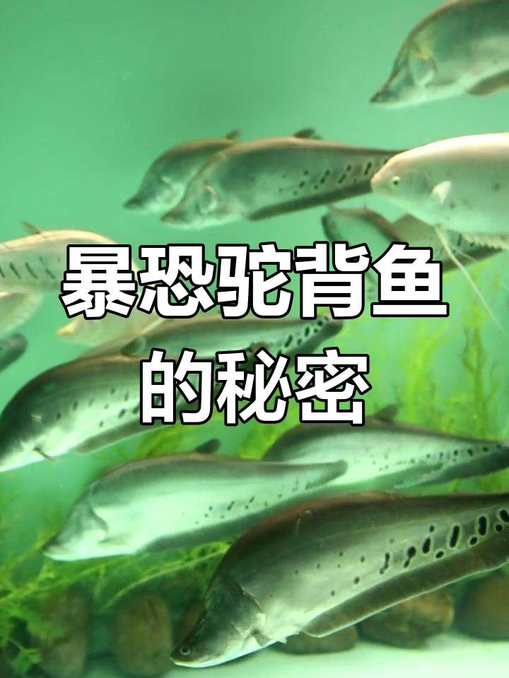 探索神秘七星刀鱼