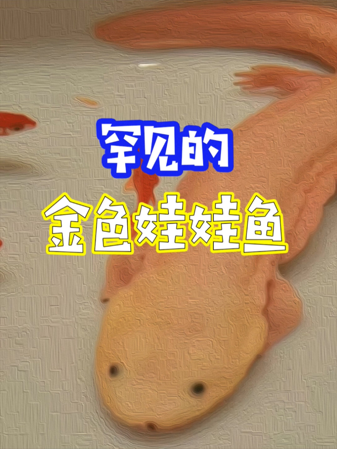 罕见的红眼金色娃娃鱼!