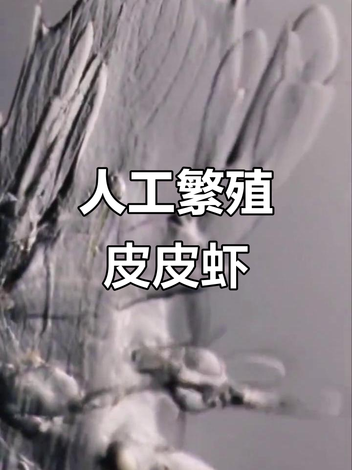 人工繁育皮皮虾,假蚤状幼体揭秘