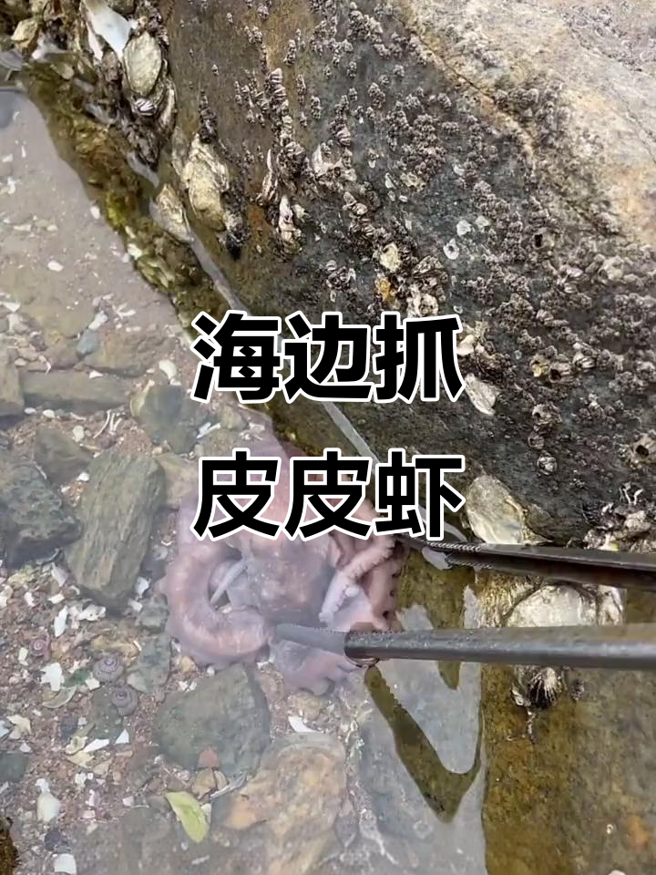 赶海发现皮皮虾,藏在绿草下的惊喜!