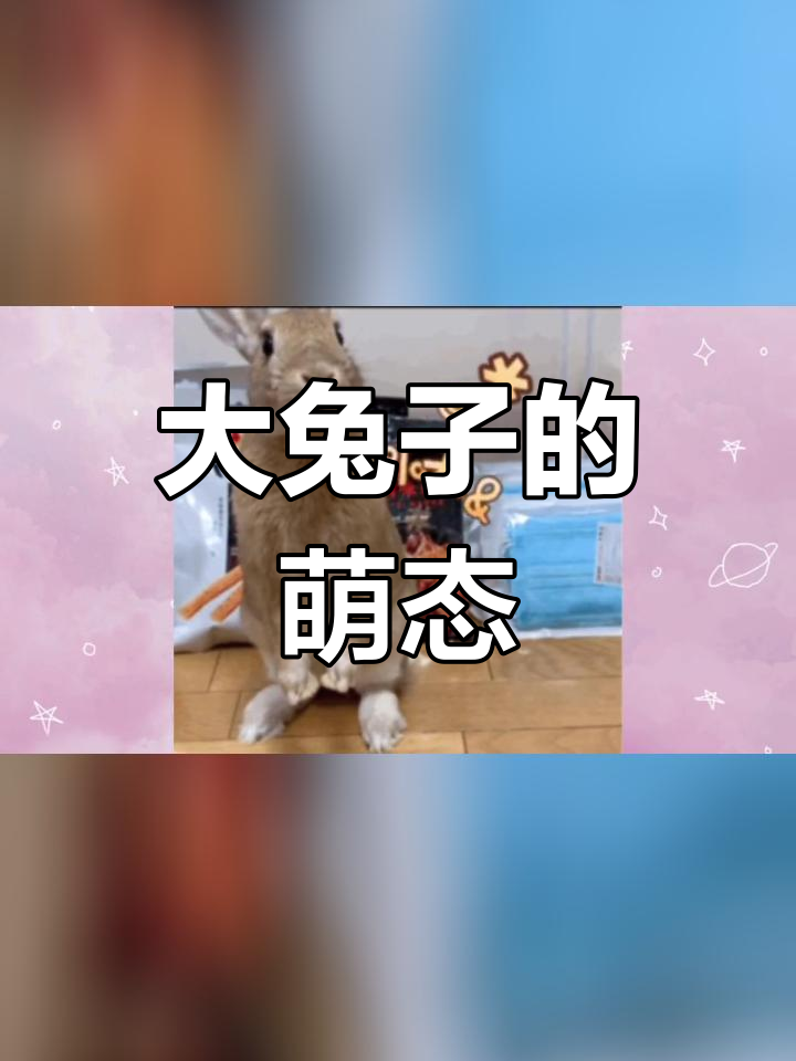 可爱兔子表情包合集