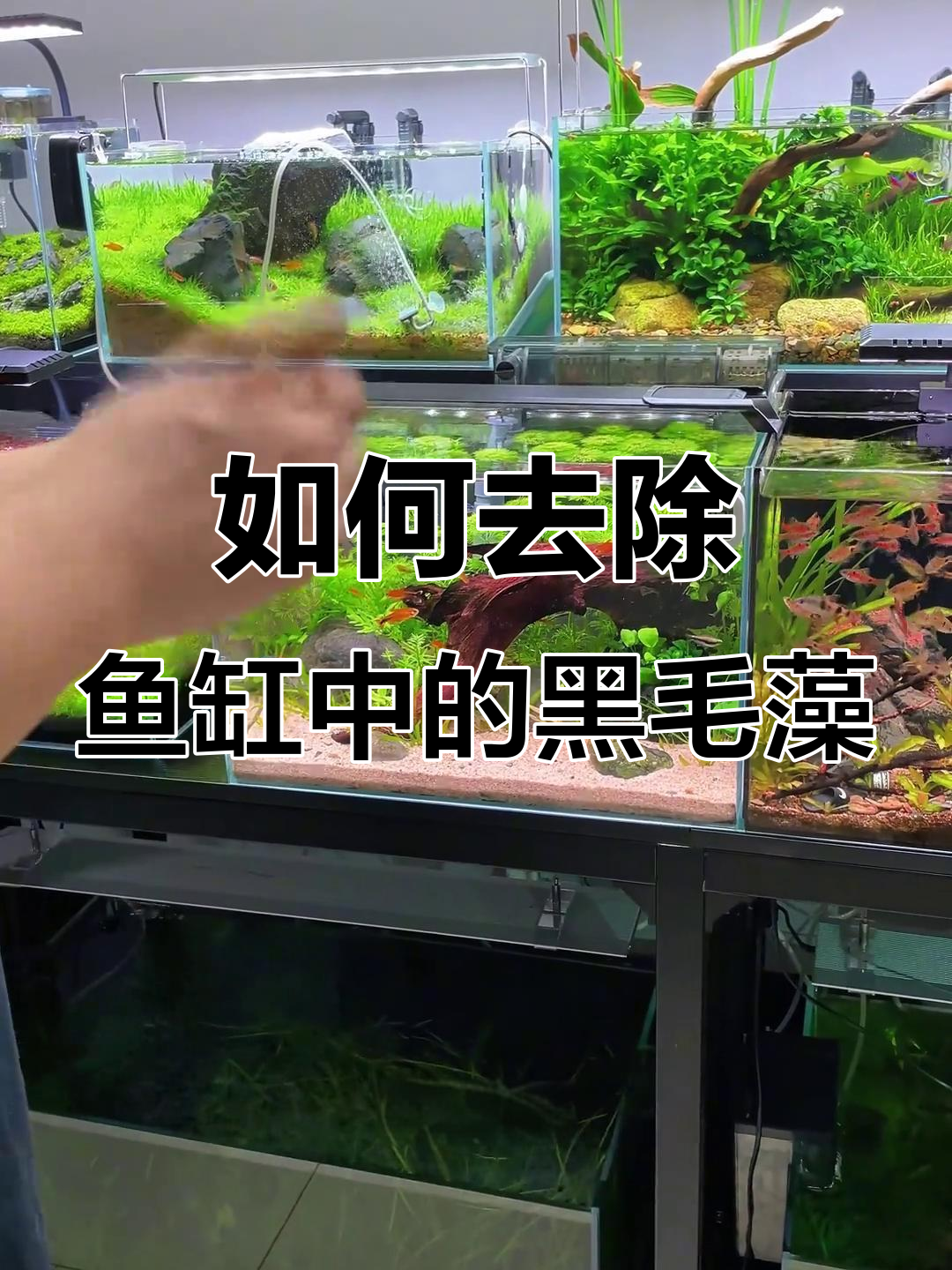 鱼缸爆藻怎么办?三种方法轻松清除黑毛藻