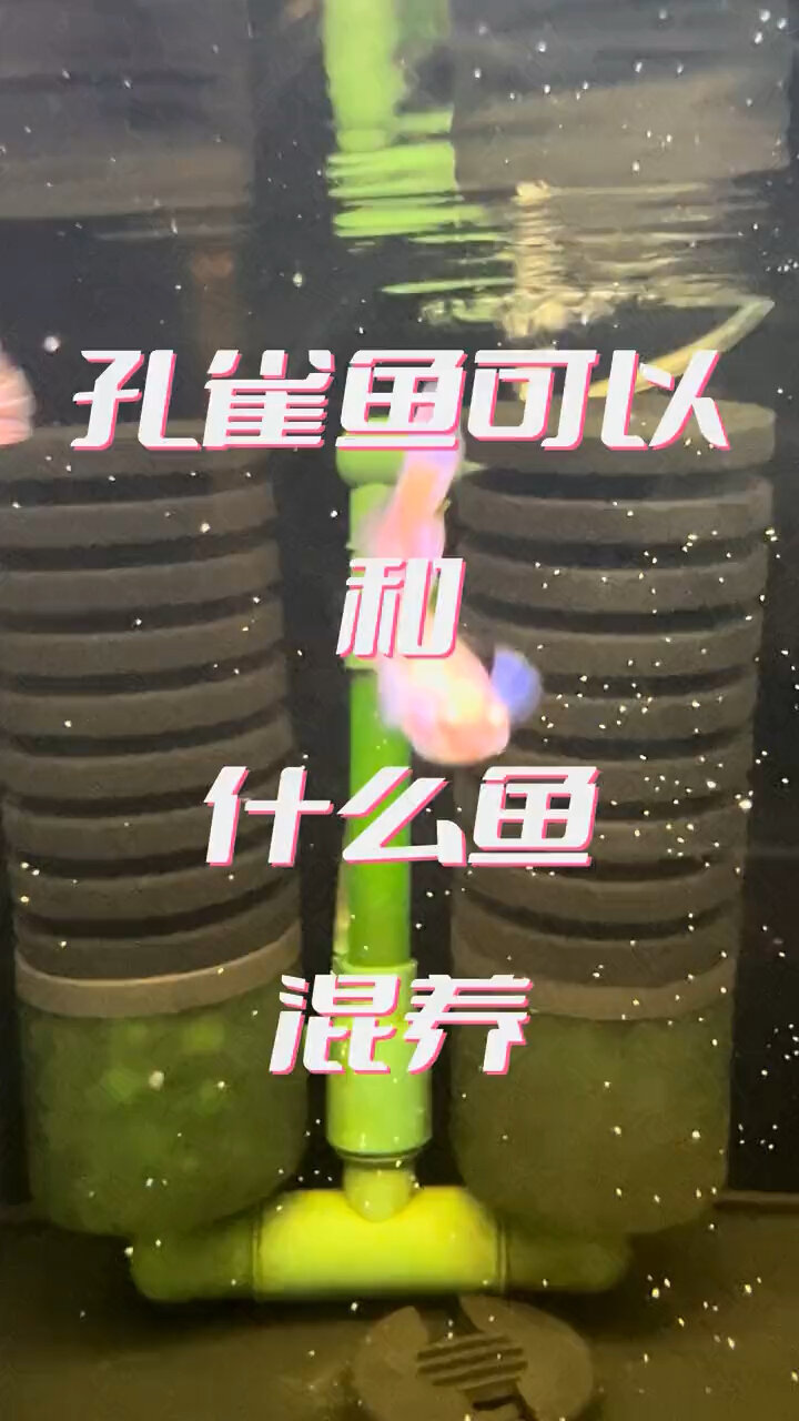 孔雀鱼可以和什么鱼混养