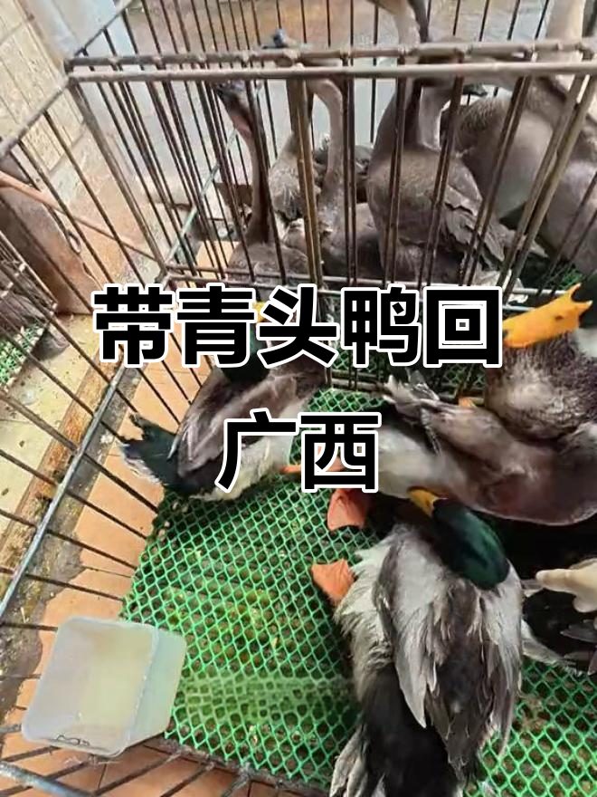 广西妹子带青头鸭回家,养肥了做白切鸭吃,超美味!