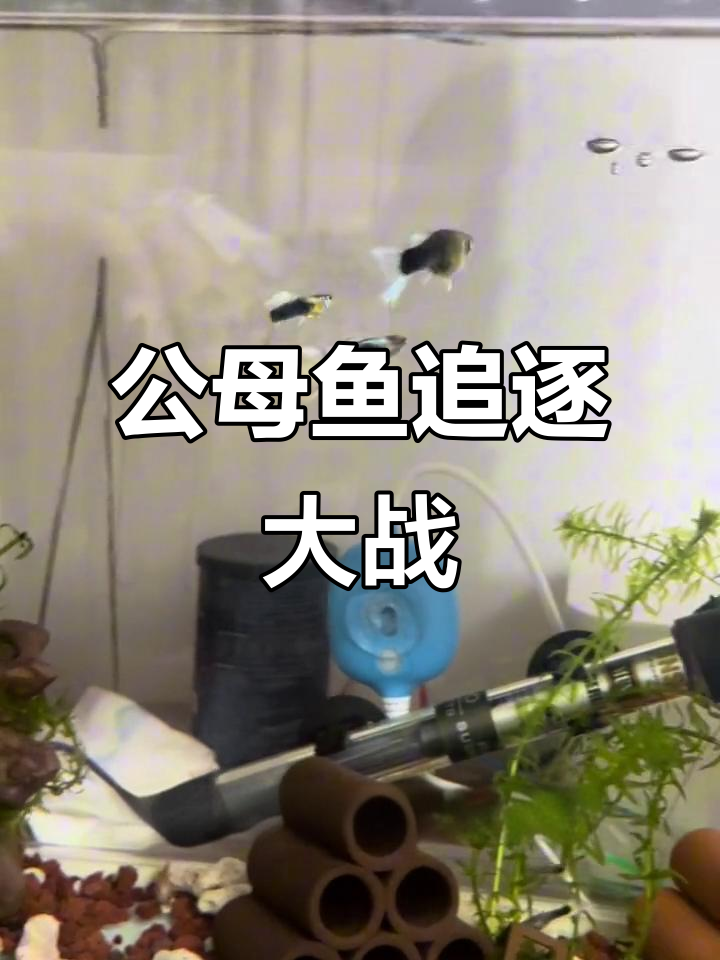 母鱼快生时被公鱼疯狂追赶,小鱼崽子接连出生