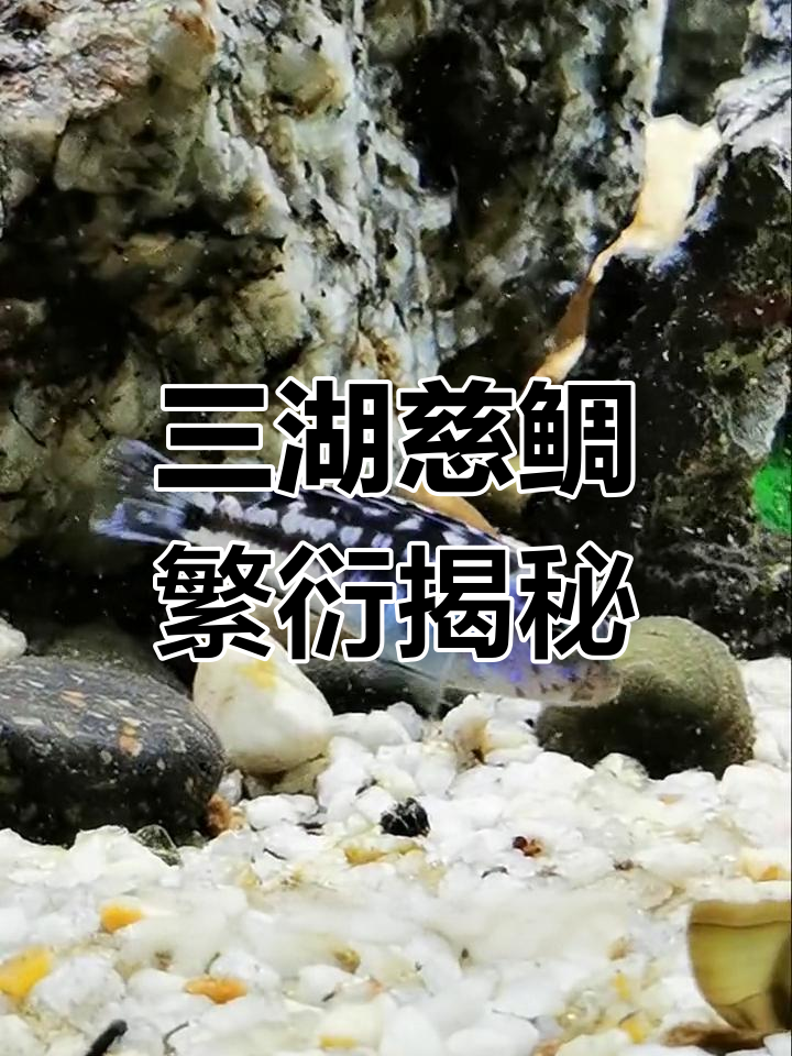 三湖慈鲷的独特繁殖方式,母鱼口孵15天