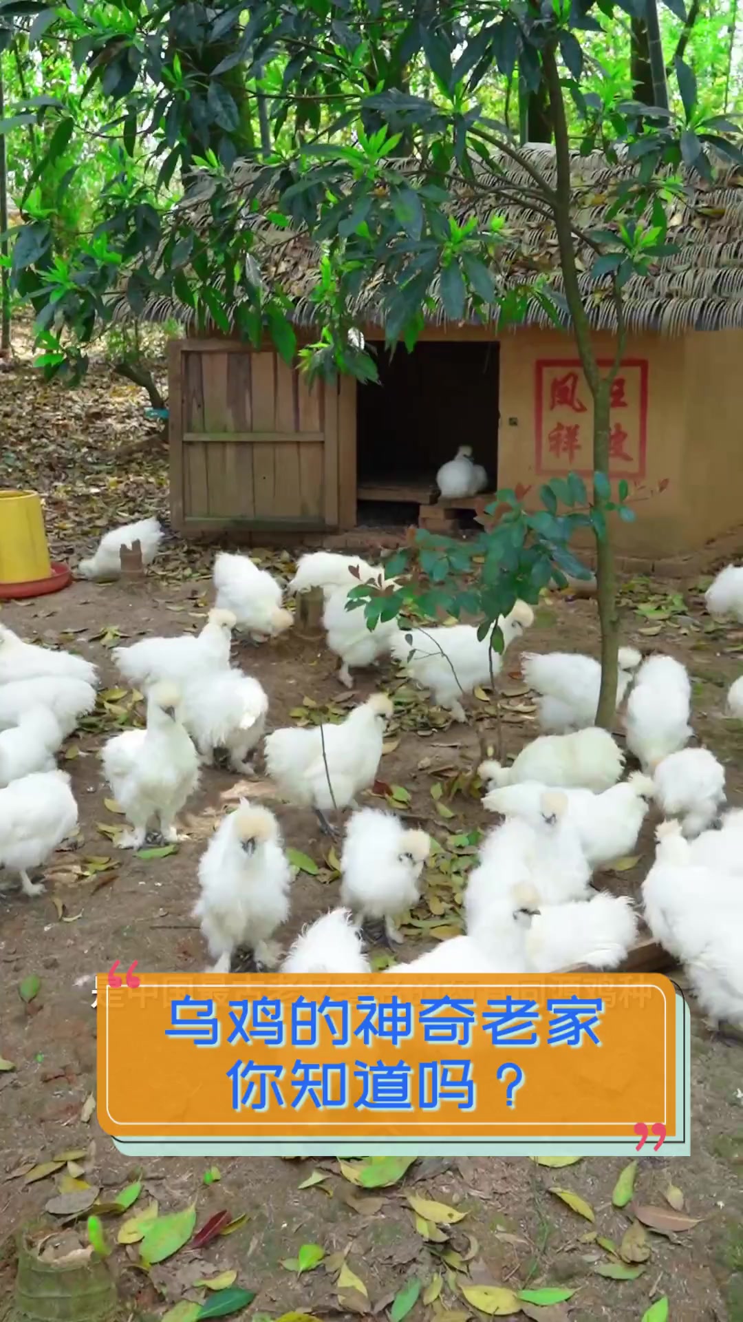 乌鸡的神奇老家,你知道吗?
