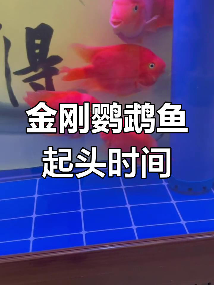 金刚鹦鹉鱼何时开始起头