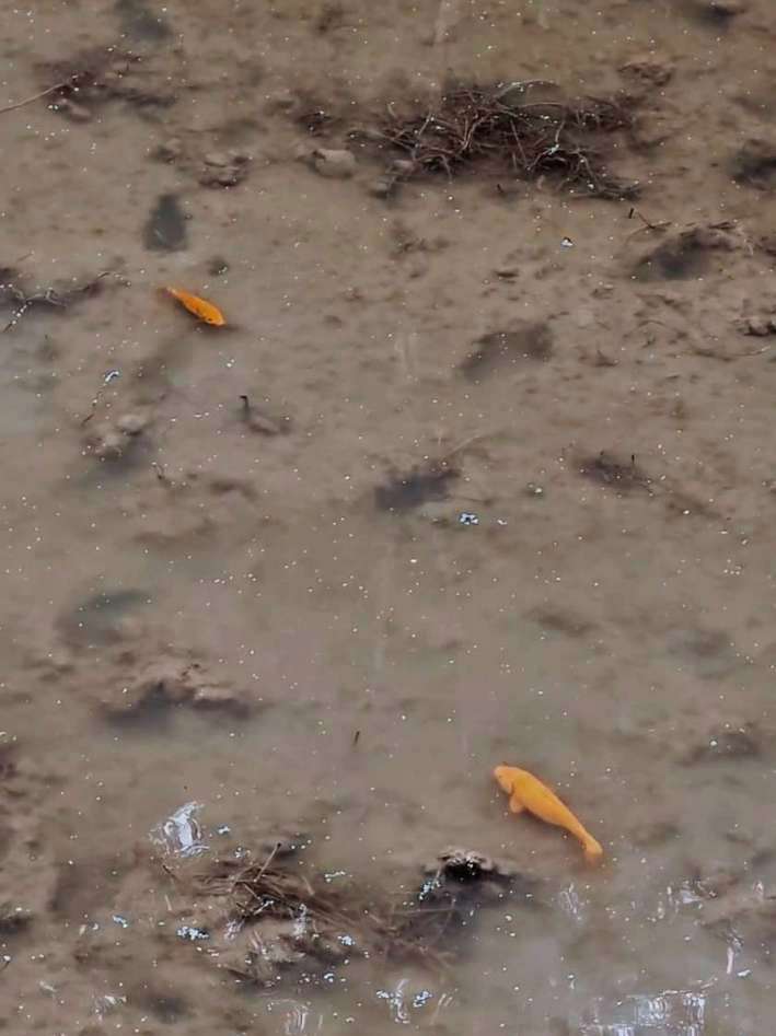 红色的稻花鱼