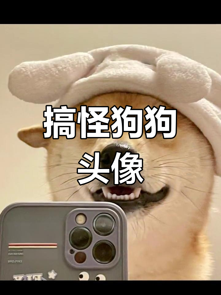 萌宠柴犬沙雕头像大集合