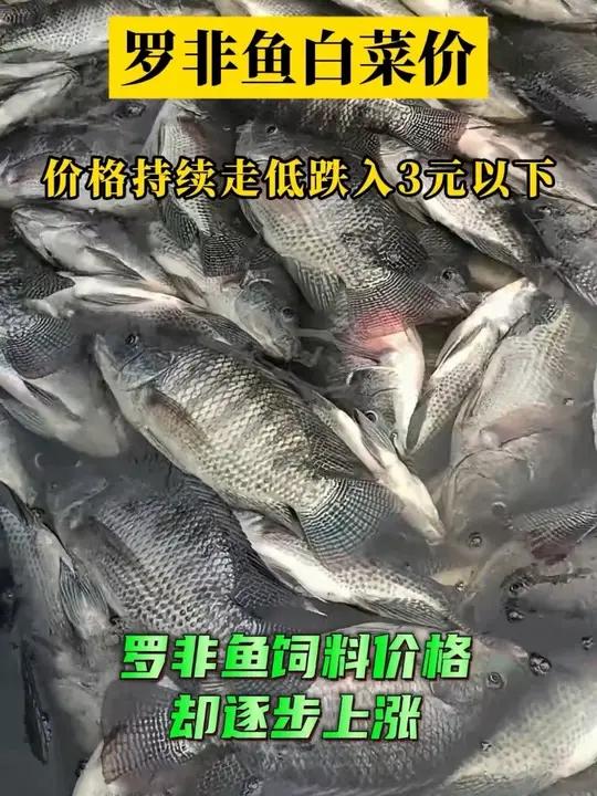 近日,罗非鱼饲料价格进入密集上涨通道,多家饲料企业接连上调报价,市场反响强烈,给养殖户带来