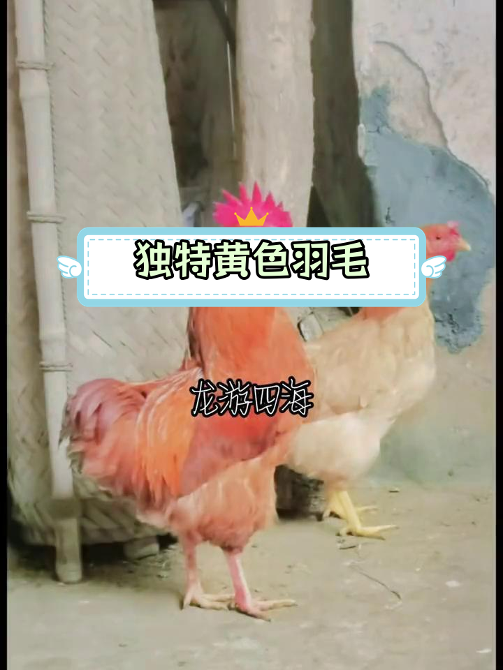 圆尾湘黄鸡:湖南特产的优质土鸡