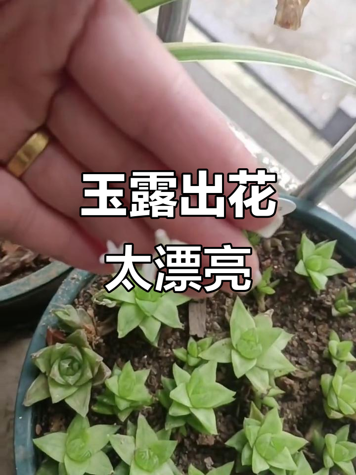 玉露开花竟然这么美，多肉植物也能惊艳！