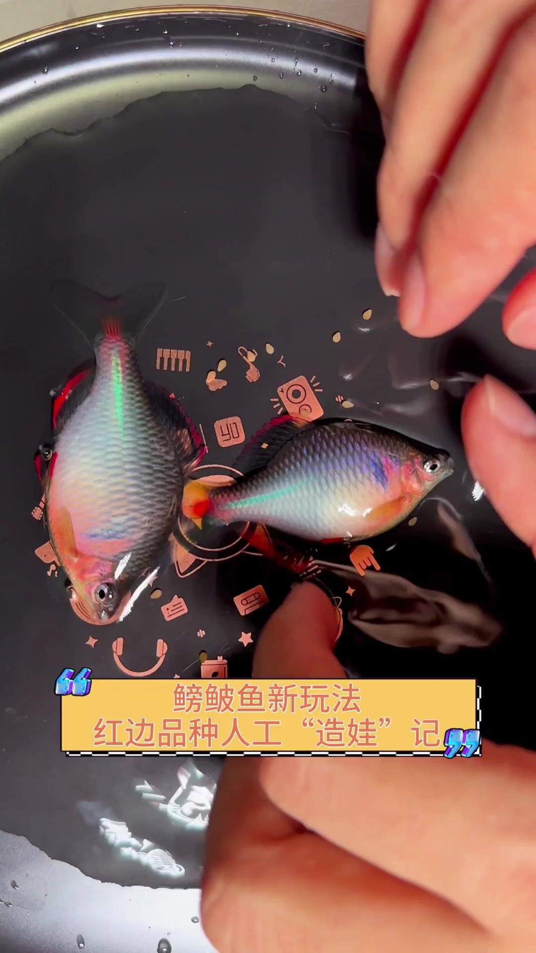 鳑鲏鱼新玩法,红边品种人工“造娃”记
