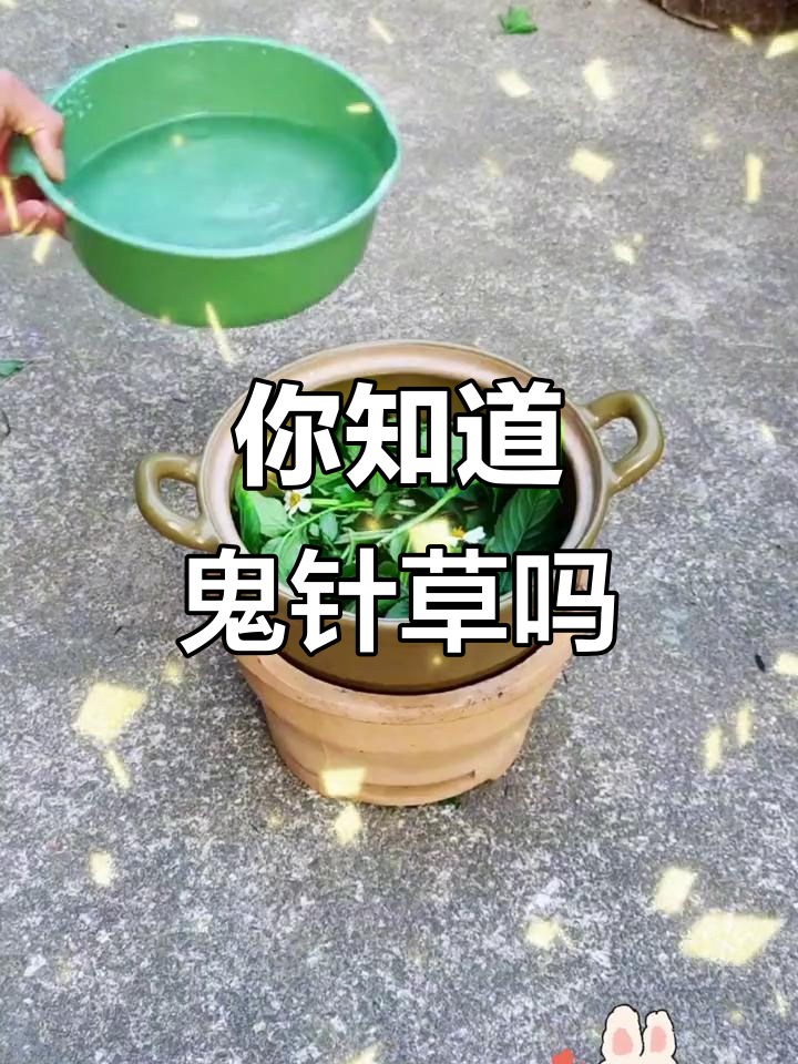 鬼针草:你见过这种神奇植物吗?它竟然有这么多用途!