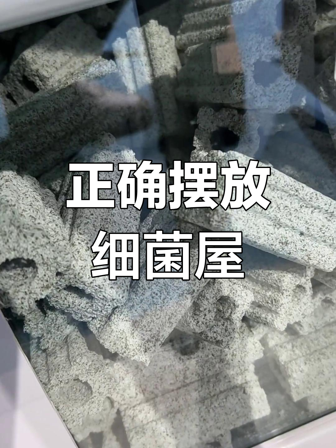 细菌屋摆放的正确方法,避免常见错误