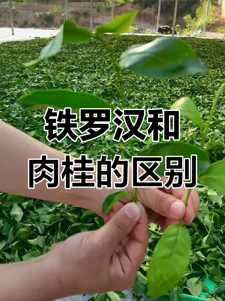 铁罗汉与肉桂青叶的差异分析:从叶片到制作工艺