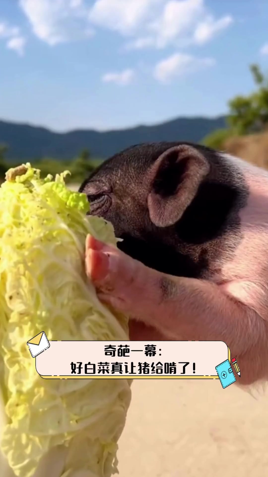 奇葩一幕:好白菜真让猪给啃了!