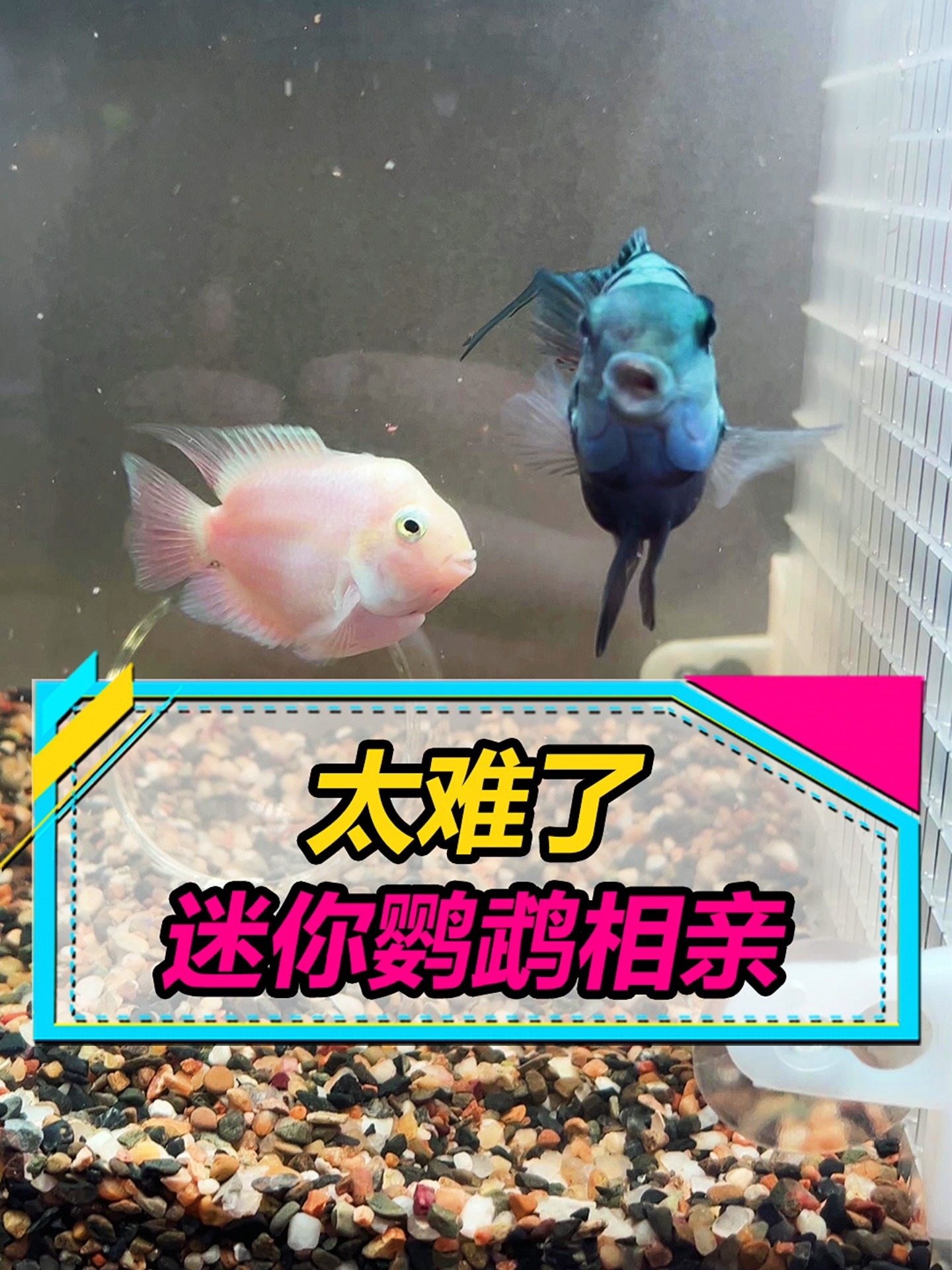 如何让迷你鹦鹉鱼顺利凑成一对啊?
