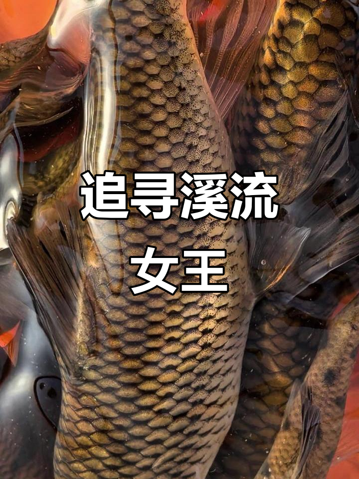 溪流女王现身,苦花鱼惊险寻踪