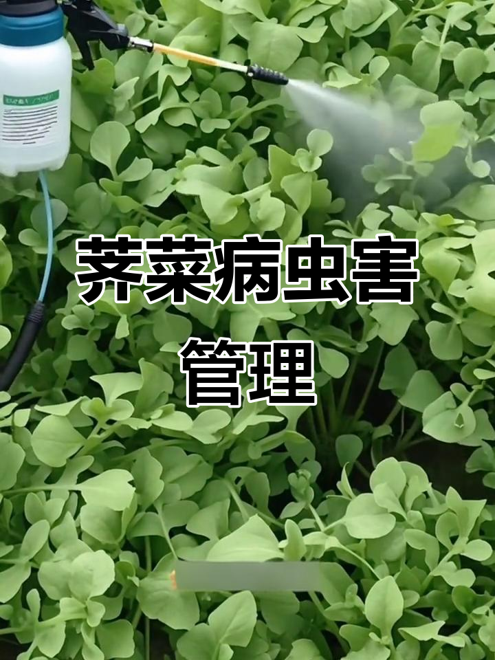 荠菜常见病害防治技巧，双霉病与腐烂病的应对方法