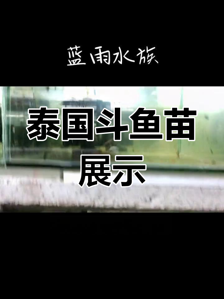 2月泰国斗鱼苗成长记:狮王、将军与半月仙女色彩斑斓