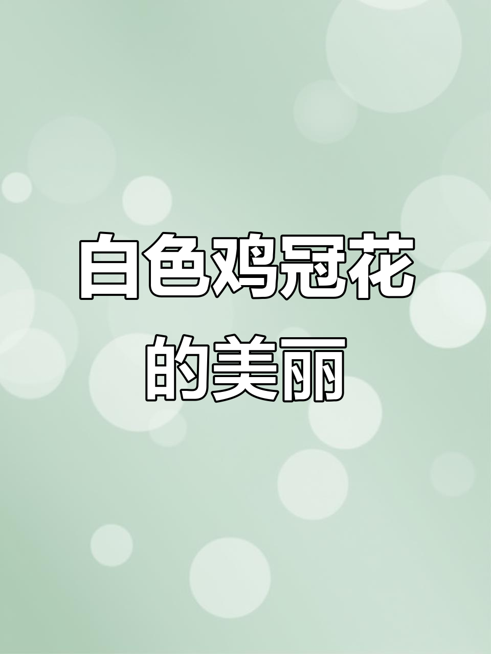 白色鸡冠花,如雪般纯净,低调中透出清冷的美