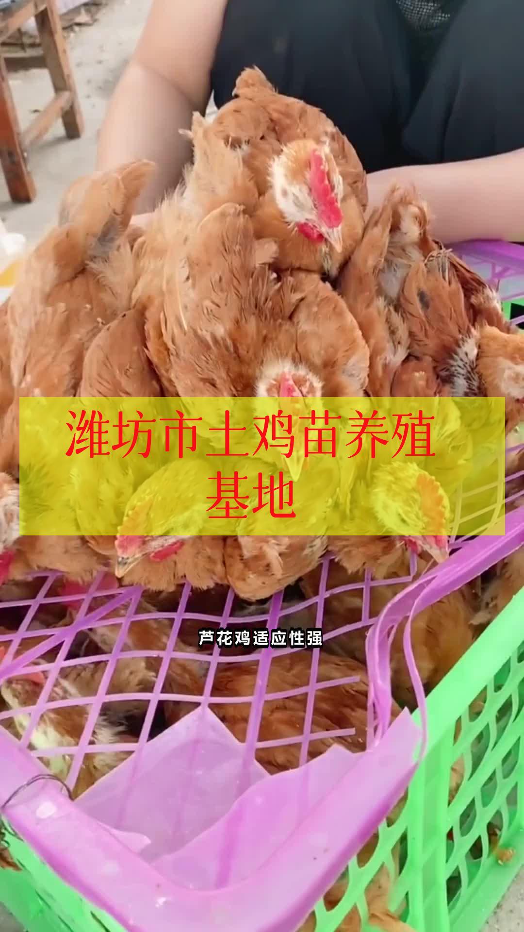 潍坊市土鸡苗养殖基地 芦花鸡活苗 五黑鸡苗 芦花鸡活鸡 种蛋
