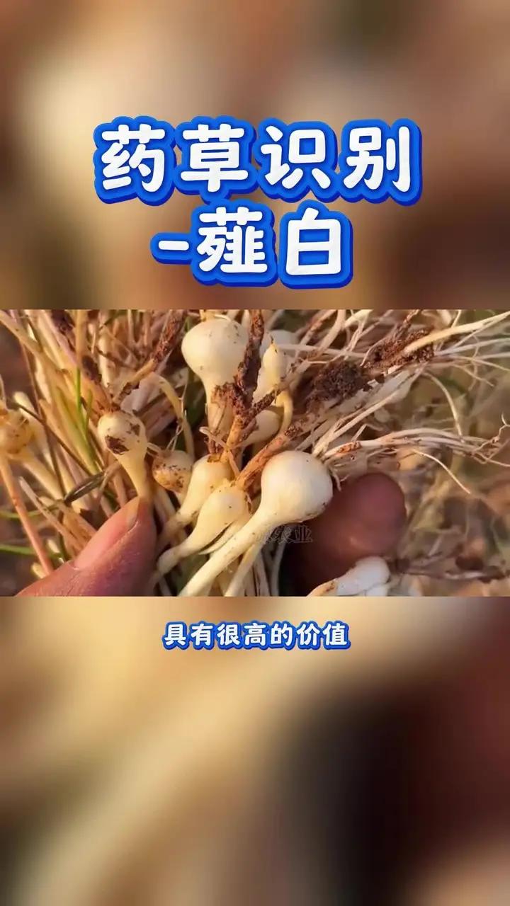 药草识别-薤白;又名小根蒜、团葱、独头蒜等,是石蒜科葱属下的一种多年生草本植物。像葱又像蒜