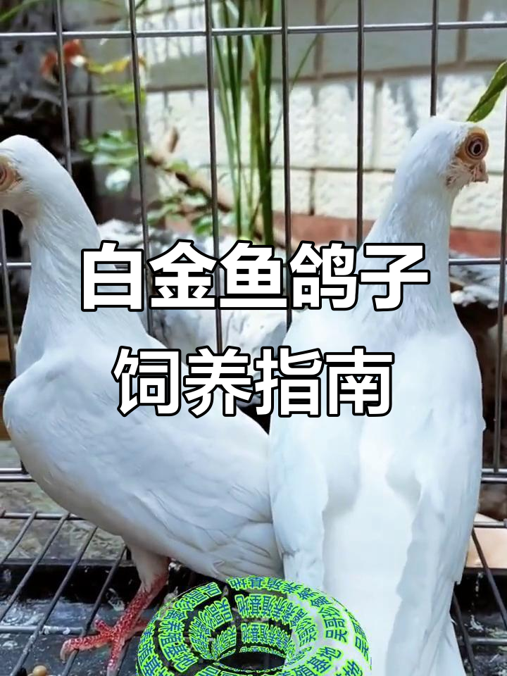 珍禽养殖：白金鱼观赏鸽的培育与养护技巧