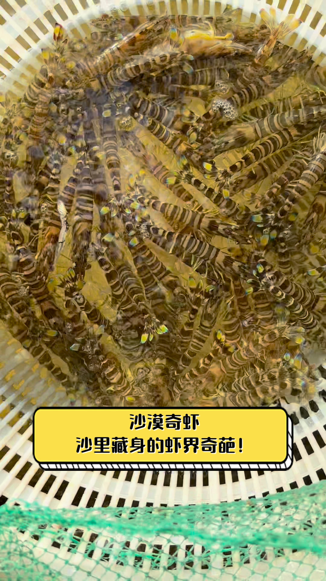 沙漠奇虾,沙里藏身的虾界奇葩!