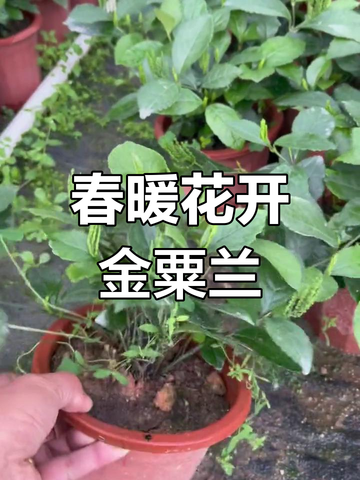 金粟兰:四季常绿,花期三到五月,美丽花苞渐变黄